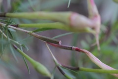 Oenothera toumeyi