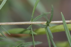 Oenothera toumeyi