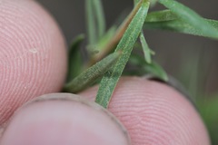 Oenothera toumeyi