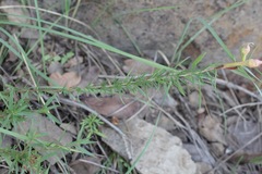 Oenothera toumeyi