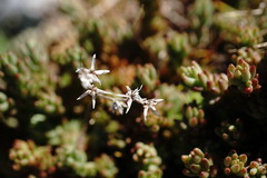 Sedum urvillei