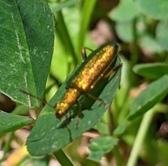 Arthromacra viridissima