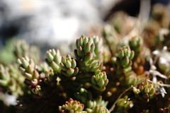 Sedum urvillei