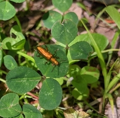 Arthromacra viridissima