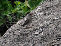 Glareola nuchalis nuchalis
