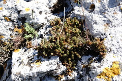Sedum urvillei