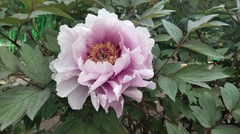 Paeonia × suffruticosa