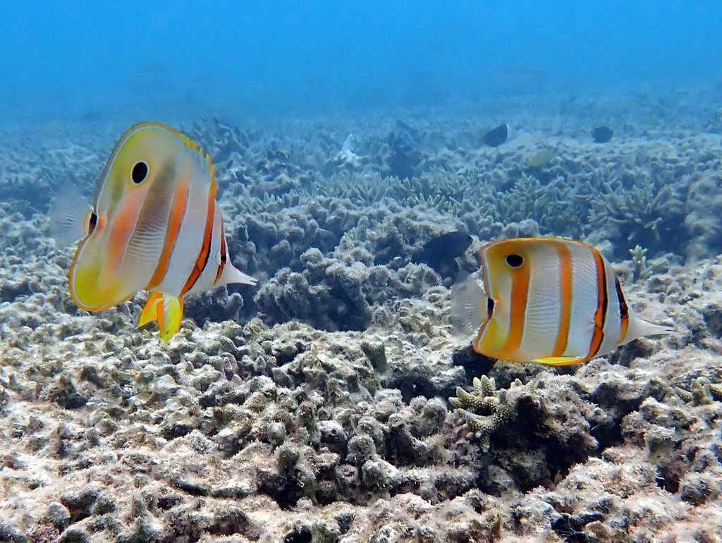 Copperband butterflyfish