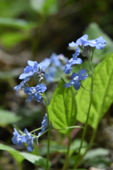 Omphalodes cappadocica
