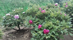 Paeonia × suffruticosa