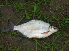 Blicca bjoerkna