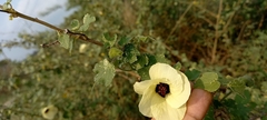 Hibiscus vitifolius