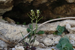 Arabis recta