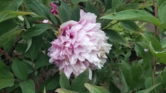 Paeonia × suffruticosa