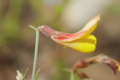 Acmispon oroboides