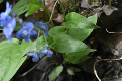 Omphalodes cappadocica