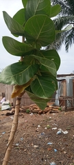 Calotropis procera image