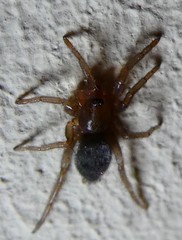 Araneae