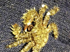 Hapalogaster grebnitzkii