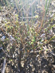 Lampranthus leptaleon