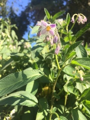 Solanum muricatum