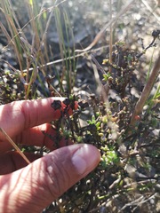 Lampranthus leptaleon