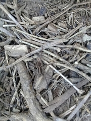 Schizocosa malitiosa