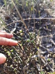 Lampranthus leptaleon