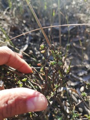 Lampranthus leptaleon