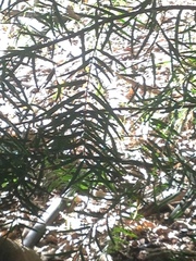 Podocarpus elongatus