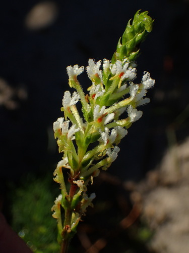 Image of Hebenstretia integrifolia by (c) Nicola van Berkel, some rights reserved (CC BY-SA)
