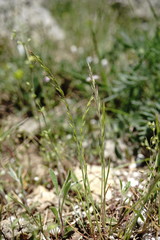 Festuca maritima