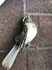 Zonotrichia albicollis