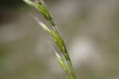 Festuca maritima