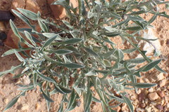 Arctotis lanceolata