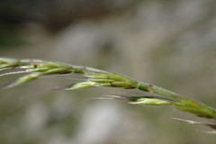 Festuca maritima