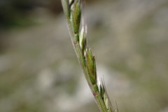 Festuca maritima