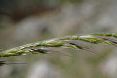Festuca maritima