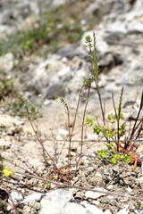 Galium verticillatum