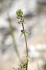 Galium verticillatum