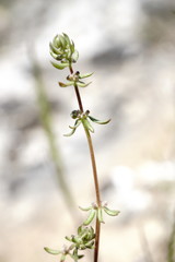 Galium verticillatum