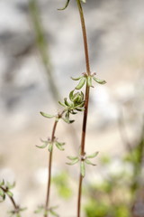 Galium verticillatum