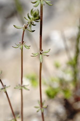Galium verticillatum