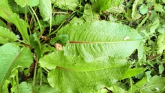 Rumex obtusifolius