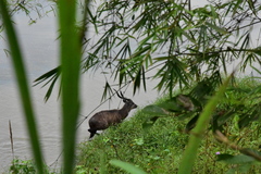 Tragelaphus spekii gratus