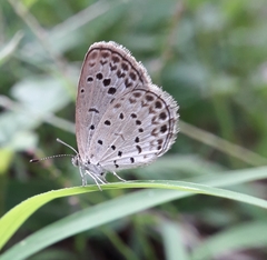 Pseudozizeeria maha