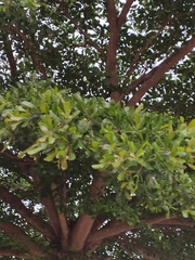 Terminalia arjuna