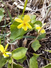 Viola orientalis