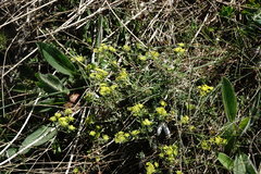 Odontarrhena tortuosa