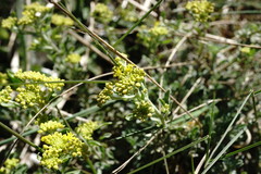 Odontarrhena tortuosa